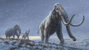 Forscher finden in Mammut-&Uuml;berresten Millionen Jahre alte DNA-Spuren