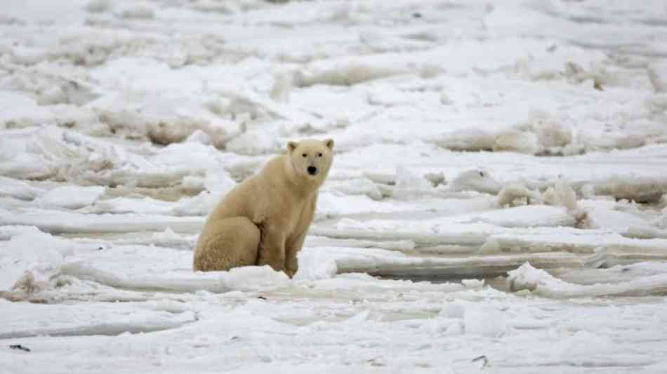 Umwelt / Natur: Meereis am Nordpol schmilzt weiter stark ab