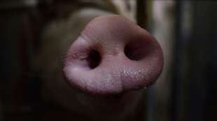 Auch Japan verbietet Import von Schweinefleisch aus Deutschland wegen Schweinepest