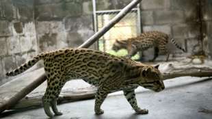 Ecuador wildert Ozelots aus illegalem Wildtierhandel aus