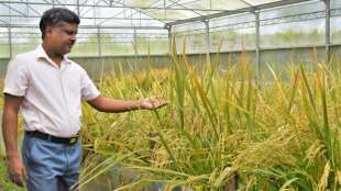 Philippinen genehmigen gentechnisch ver&auml;nderten "goldenen Reis" 