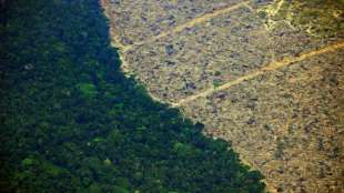 Vernichtung des Regenwaldes so dramatisch wie zuletzt vor mehr als zehn Jahren