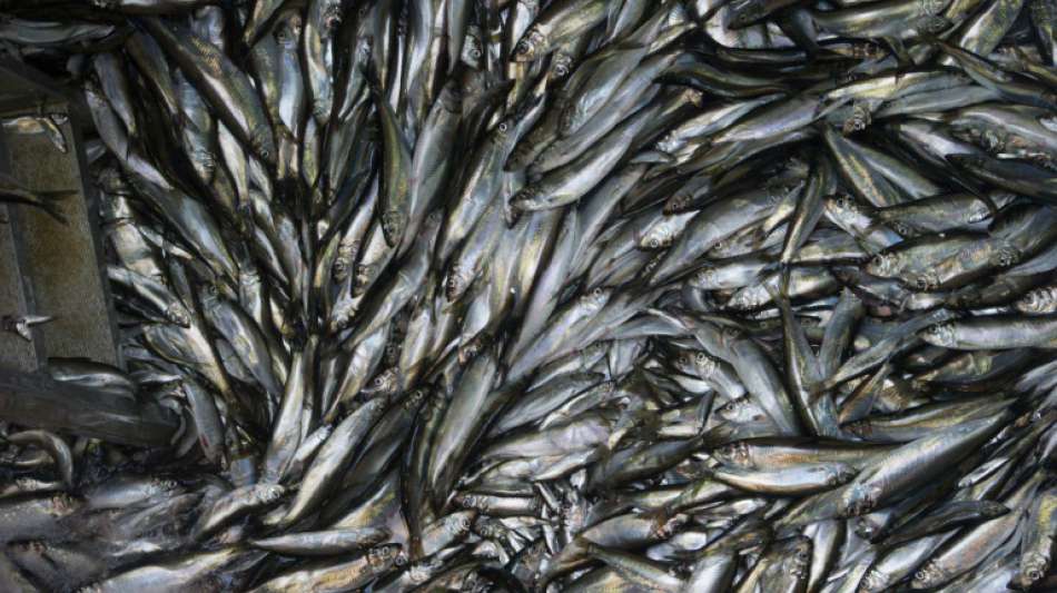 EU-Fischereiminister beraten über Hilfe für Ostseefischer