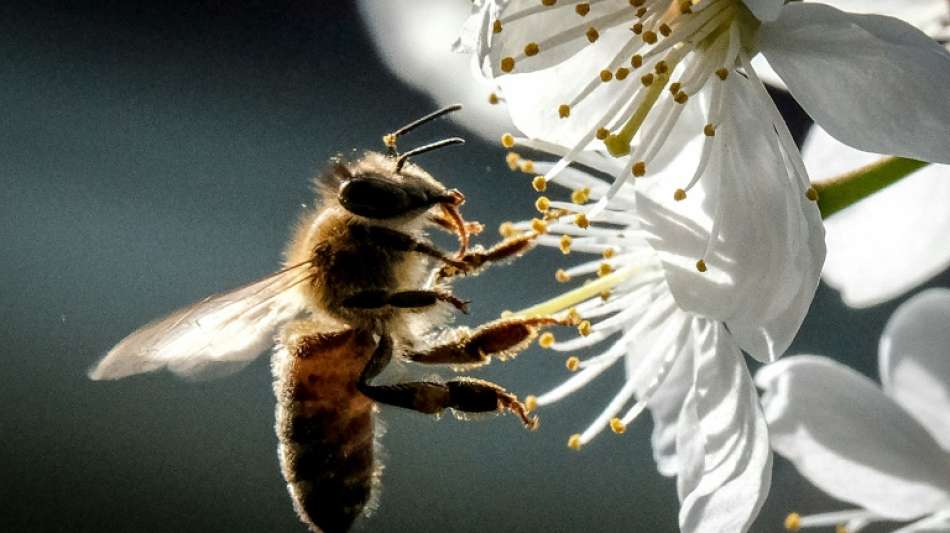 Einsatz problematischer Pflanzenschutzmittel wieder gestiegen  