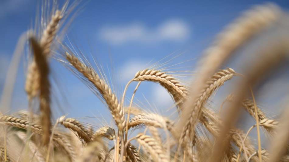 FDP-Bundestagsfraktion fordert Fokus der EU-Agrarpolitik auf Ern&auml;hrungssicherheit