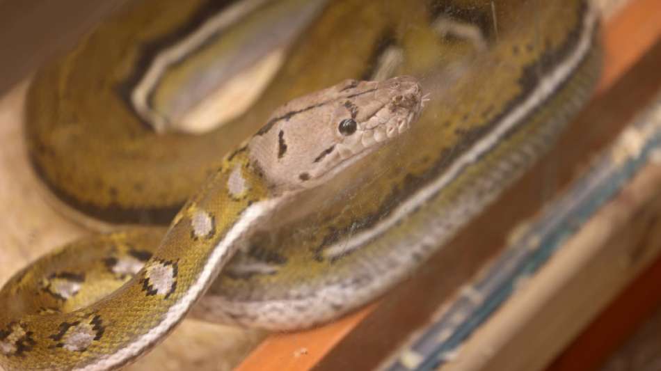 Ordnungsamt entdeckt in Dormagen zwei W&uuml;rgeschlangen in leerstehender Wohnung