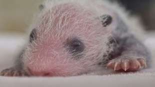 Panda-Zwillinge im Zoo von Madrid geboren