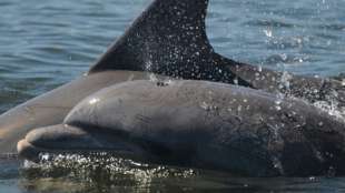 Hohe Schadstoffwerte bei Delfinen im Ärmelkanal