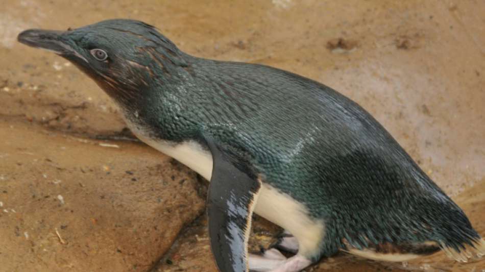 Abendliche Pinguin-Parade in Australien wird zum Internet-Hit