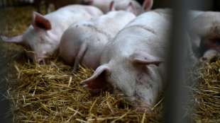 Greenpeace: Herstellung tierischer Lebensmittel umweltschädlicher als angenommen