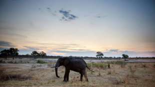 Mehr als 50 Elefanten wegen Dürre in Simbabwe gestorben