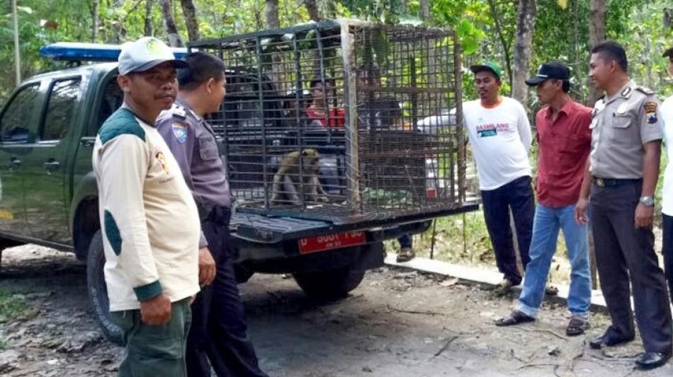 Indonesien lässt Armee gegen vorwitzige Affen aufmarschieren