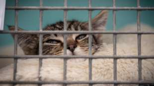 Tiersch&uuml;tzer verzeichnen 59 F&auml;lle von Tiersammelsucht