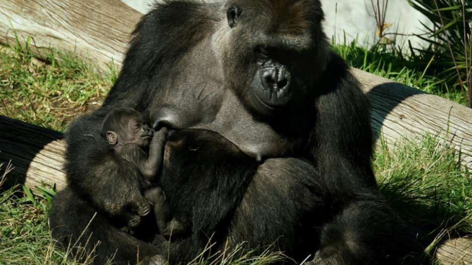 Gorillas im Zoo von San Diego mit Coronavirus infiziert