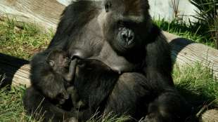 Gorillas im Zoo von San Diego mit Coronavirus infiziert