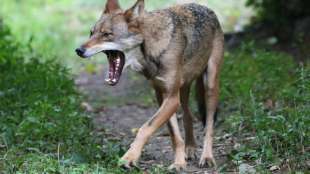 Neuer Streit in der Koalition über Umgang mit Wölfen