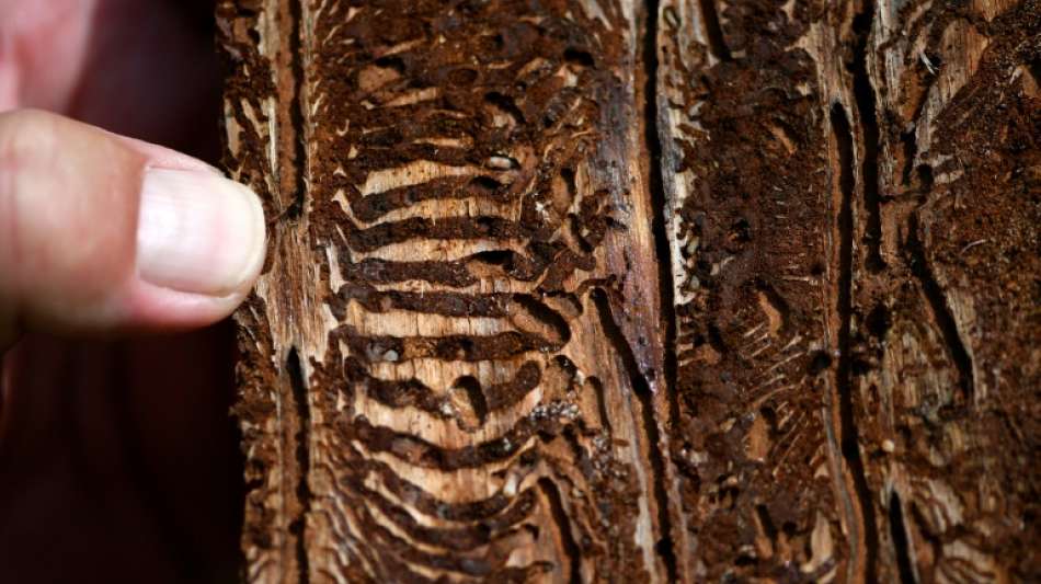 Statistik: Geschlagenes Holz stammt zu drei Vierteln von gesch&auml;digten B&auml;umen