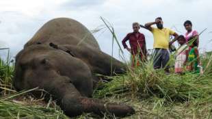 Vier tote Elefanten auf Sri Lanka entdeckt