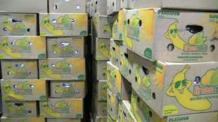 Neues Rekordjahr für Kokain-Funde am Antwerpener Hafen