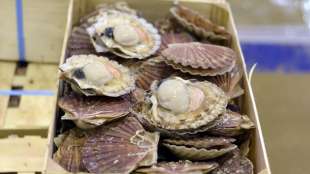 EU und USA nehmen Handel mit Muscheln wieder auf