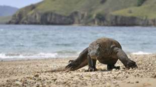 Komodowaran im Zuge des Klimawandels als "stark gef&auml;hrdet" eingestuft