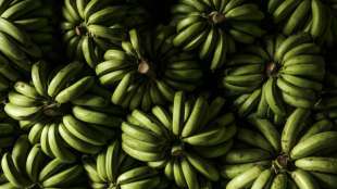 Fruchthandelsverband warnt vor einer "Bananen-Krise" in Deutschland
