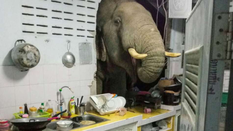 Elefant sucht in Küche von thailändischer Familie nach Futter