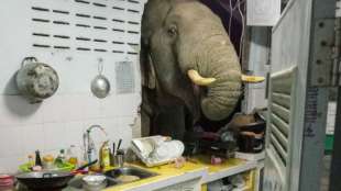 Elefant sucht in K&uuml;che von thail&auml;ndischer Familie nach Futter