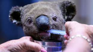 Große Resonanz bei Spendenaktion für von Bränden betroffene Koalas in Australien