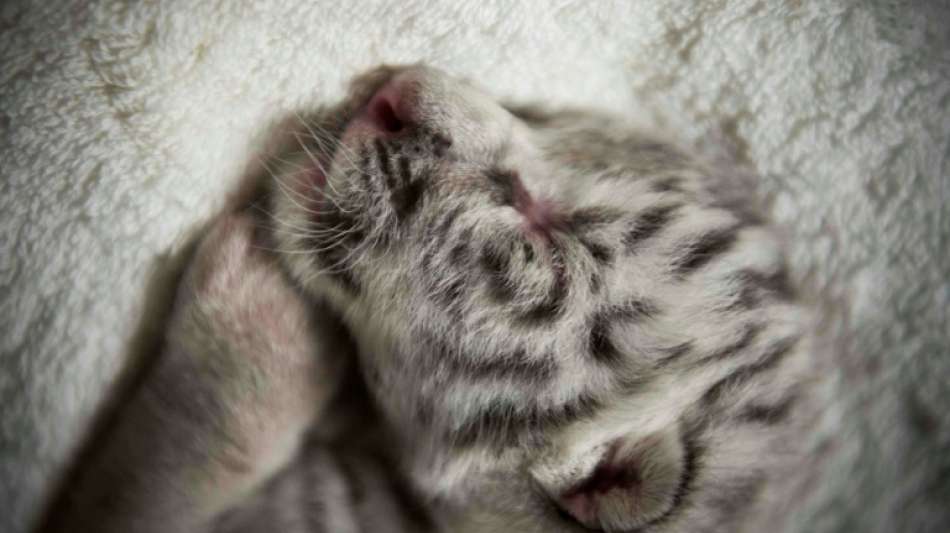 Seltener wei&szlig;er Tiger in Zoo in Nicaragua geboren