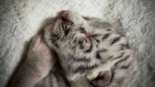 Seltener weißer Tiger in Zoo in Nicaragua geboren