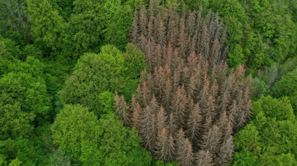 Deutsche W&auml;lder absorbieren drei Prozent der j&auml;hrlichen CO2-Emissionen