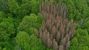 Deutsche W&auml;lder absorbieren drei Prozent der j&auml;hrlichen CO2-Emissionen