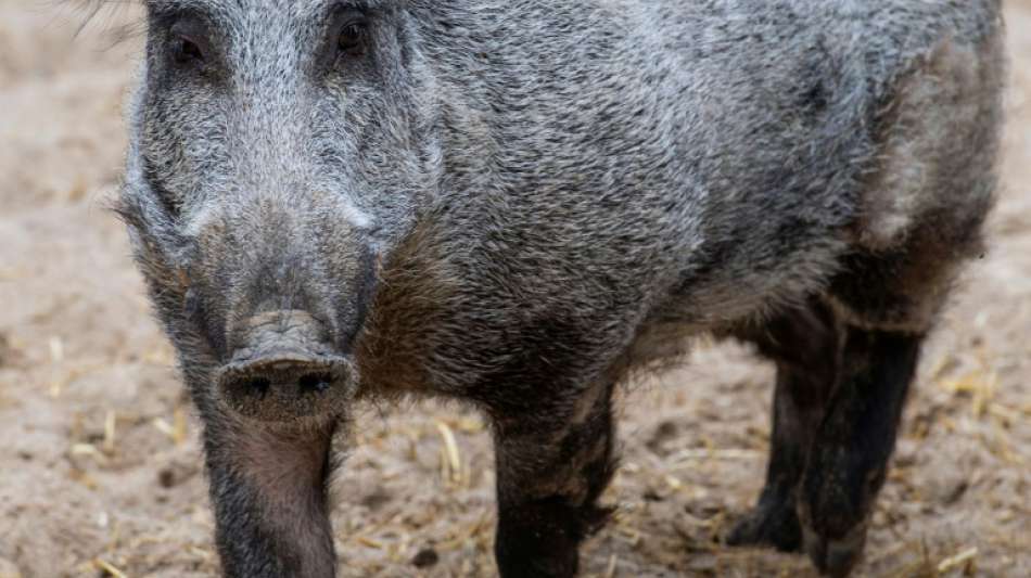 Entwarnung bei Schweinepest-Verdachtsfall in Potsdam