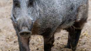 Insgesamt 46 Fälle von Afrikanischer Schweinepest in Brandenburg bestätigt 