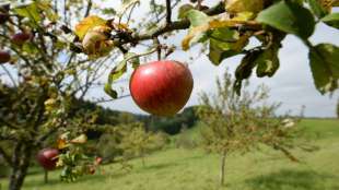 Zwei Drittel der Äpfel in Deutschland aus heimischem Anbau