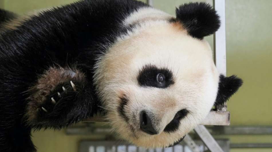 Pandadame Huan Huan in franz&ouml;sischem Zoo ist tr&auml;chtig