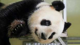 Pandadame Huan Huan in franz&ouml;sischem Zoo ist tr&auml;chtig
