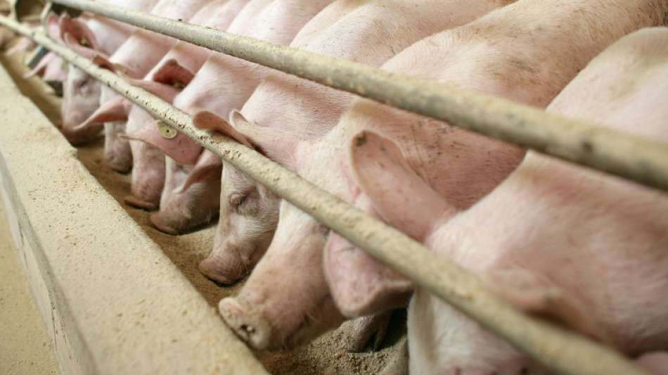 Niedersachsen schlägt Sondersteuer zur Finanzierung besserer Tierhaltung vor 