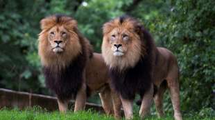 L&ouml;wen und Tiger im Zoo von Washington positiv auf Corona getestet