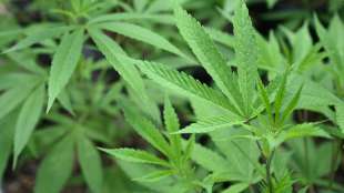 Cannabis-Hersteller Canopy Growth vervierfacht Produktion - macht aber Verlust