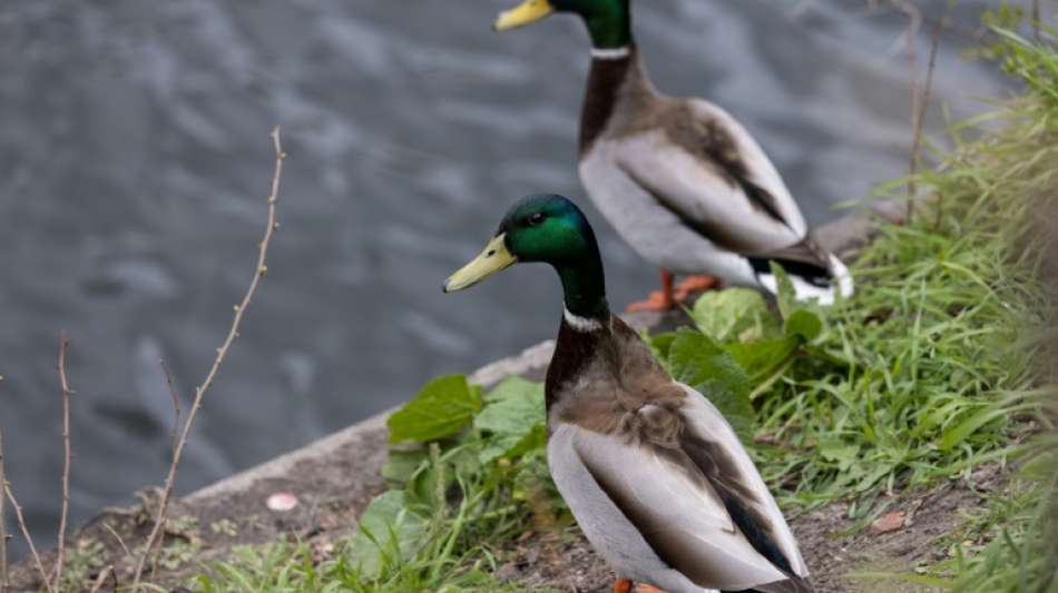 Unbekannte t&ouml;ten mehr als 20 H&uuml;hner und Enten in Gefl&uuml;gelstall