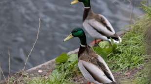 Unbekannte t&ouml;ten mehr als 20 H&uuml;hner und Enten in Gefl&uuml;gelstall