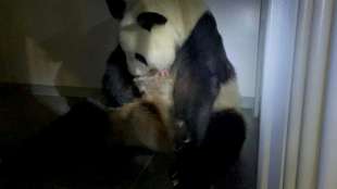 Zoo in Tokio freut sich &uuml;ber doppelten Panda-Nachwuchs