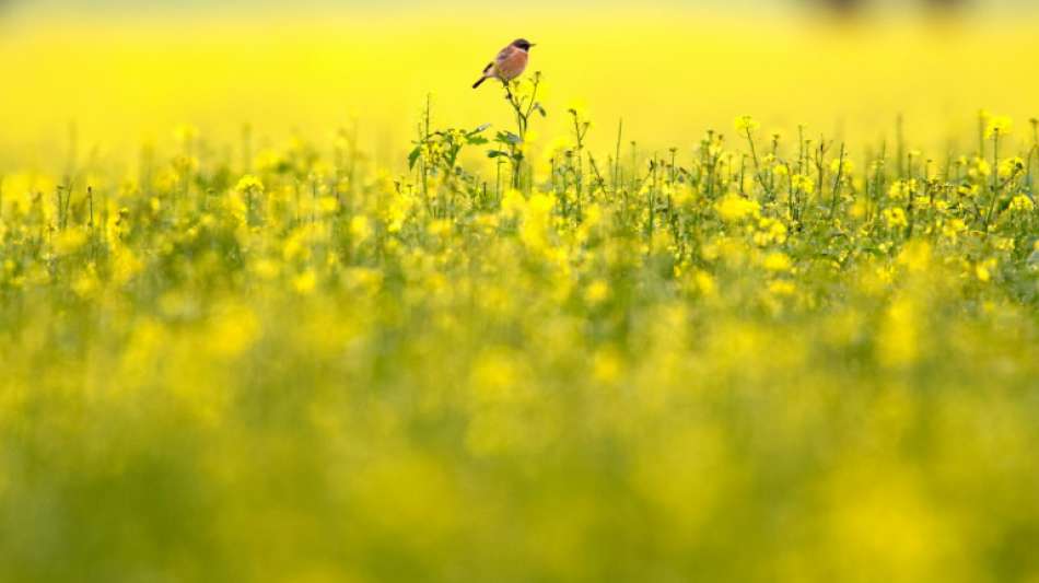 Experten warnen vor weiteren Rückgang von Feldvögelbeständen