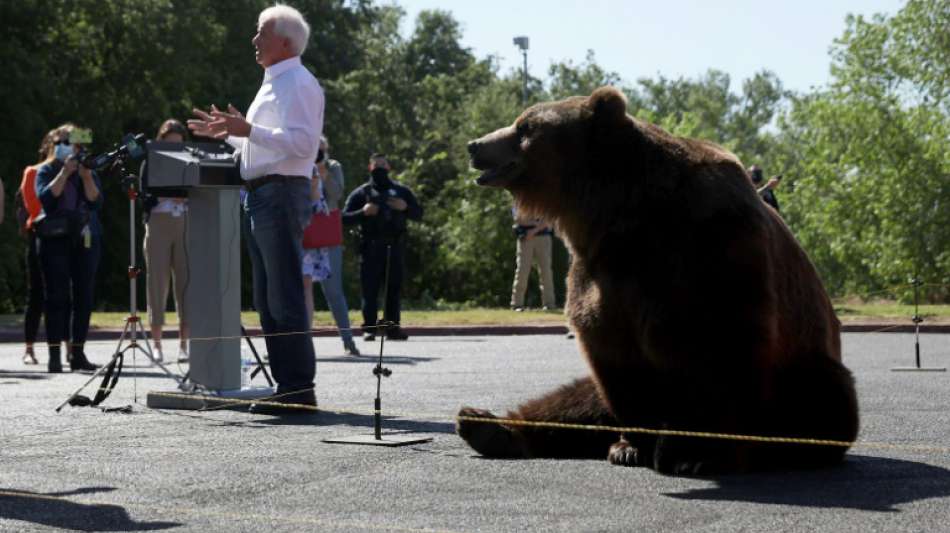 Gouverneurskandidat in Kalifornien bringt lebendigen Bären zu Wahlkampfauftritt mit