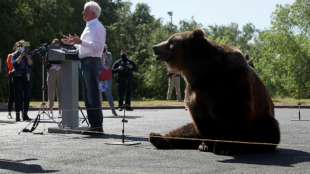 Gouverneurskandidat in Kalifornien bringt lebendigen Bären zu Wahlkampfauftritt mit