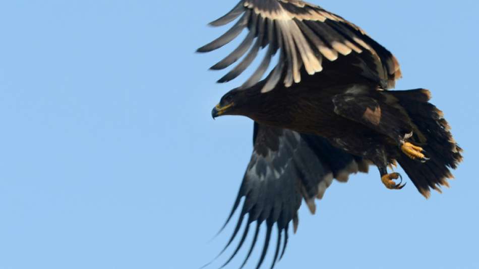 Reisefreudige Steppenadler treiben russische Ornithologen fast in den Ruin