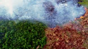 Studie: Amazonas wird zunehmend zu CO2-Quelle