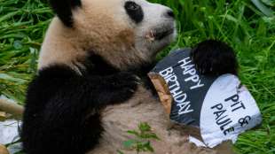Bambustorte f&uuml;r Berliner Pandazwillinge zu zweitem Geburtstag